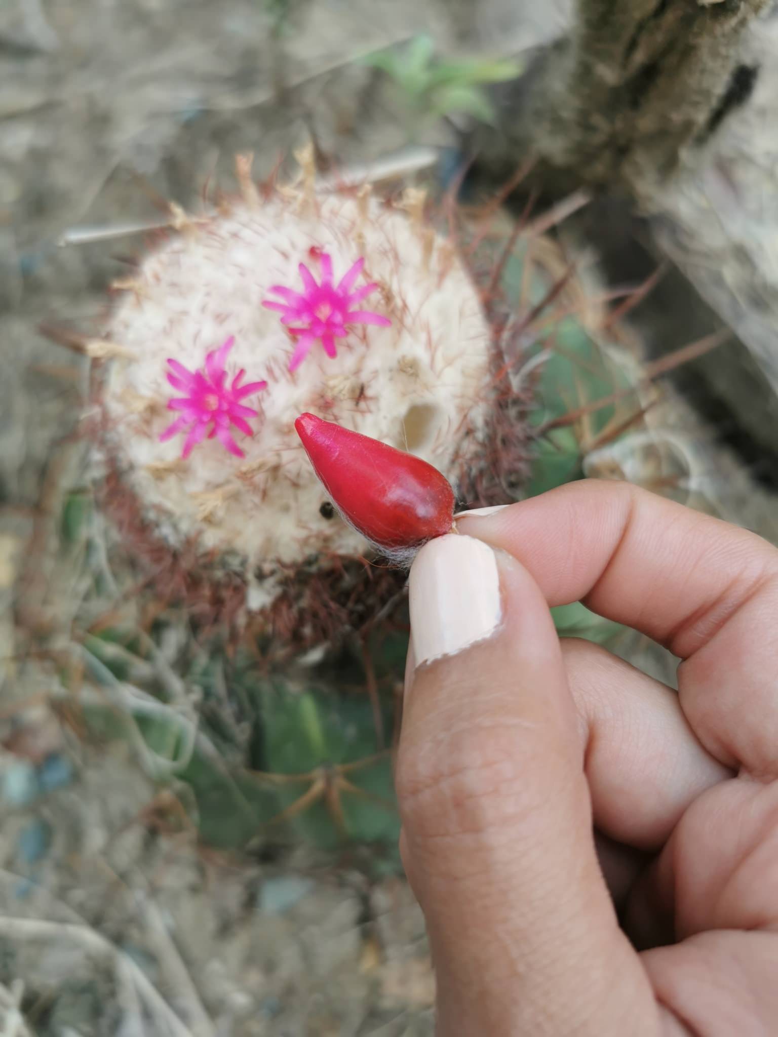 Melocactus curvispinus